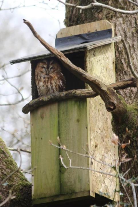 The Wrens Nest Swansea
